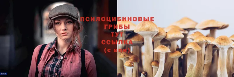 Галлюциногенные грибы Psilocybe Слюдянка